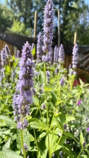 Agastache Foeniculum 'Blue Fortune'